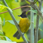 Bornean Bulbul (image by Andre Ambrose D'Penha)