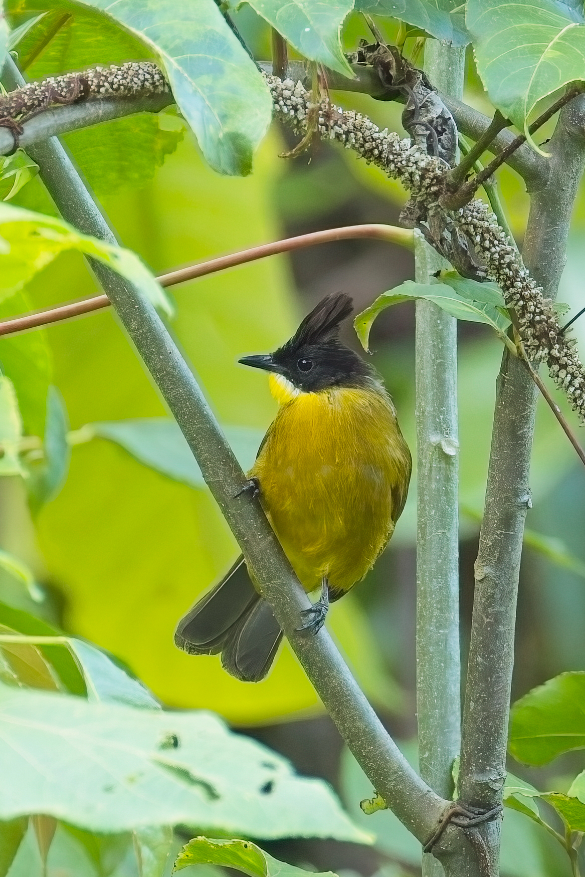 Bornean Bulbul (image by Andre Ambrose D'Penha)