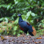 Bornean Crested Fireback (image by Andre Ambrose D'Penha)