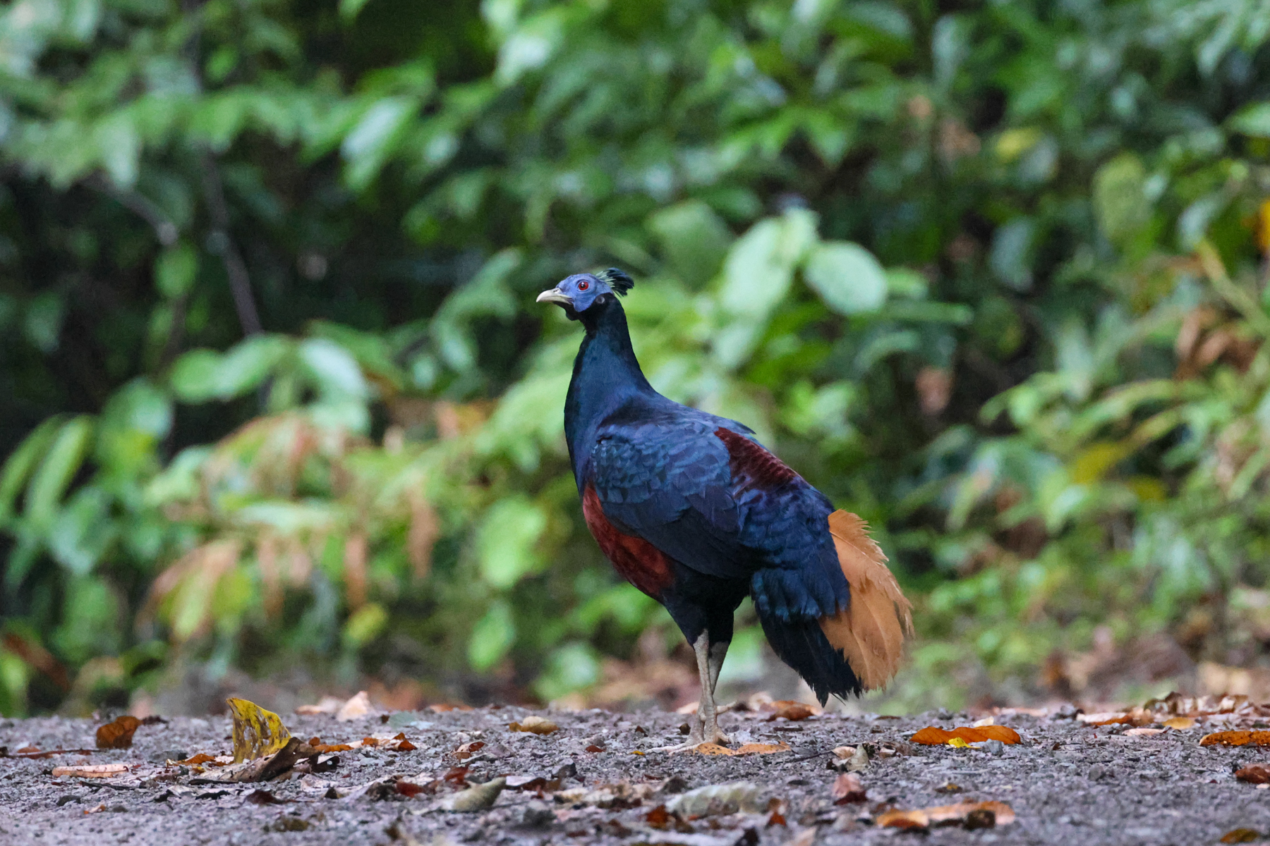 Bornean Crested Fireback (image by Andre Ambrose D'Penha)