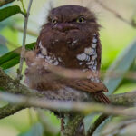 Bornean Frogmouth (image by Andre Ambrose D'Penha)