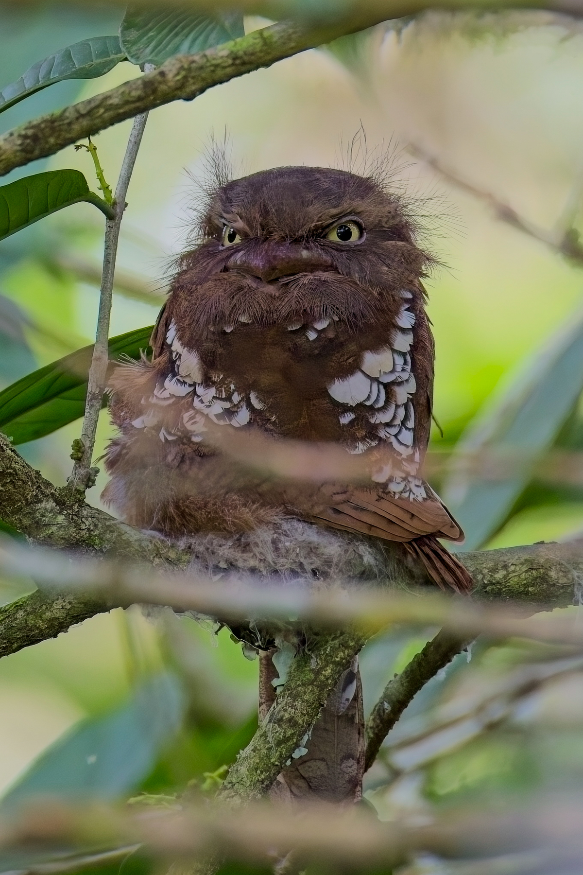 Bornean Frogmouth (image by Andre Ambrose D'Penha)