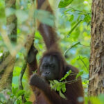 Bornean Orangutan (image by Andre Ambrose D'Penha)