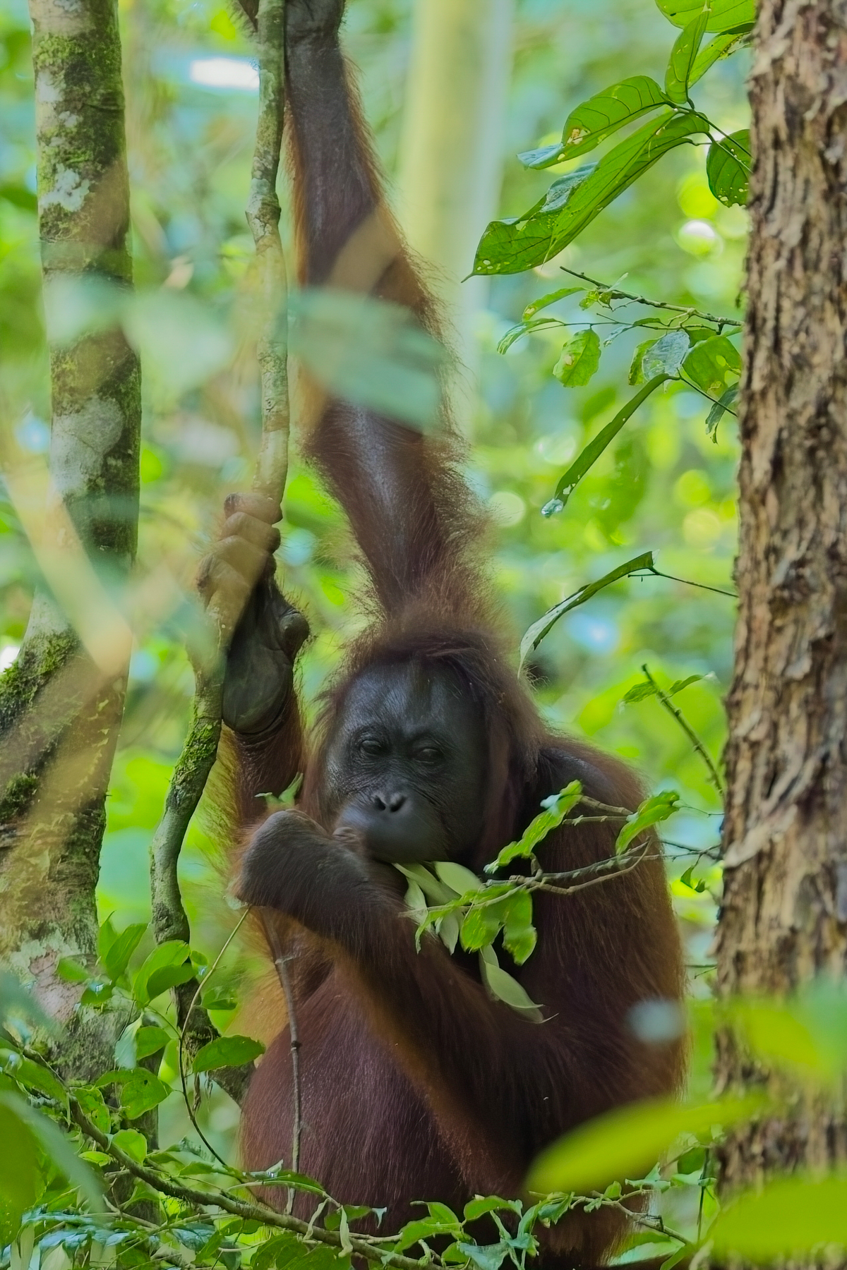 Bornean Orangutan (image by Andre Ambrose D'Penha)