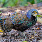 Bornean Peacock Pheasant (image by Andre Ambrose D'Penha)
