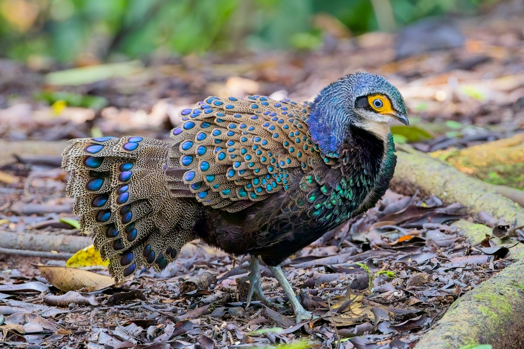 Bornean Peacock Pheasant (image by Andre Ambrose D'Penha)