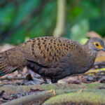 Bornean Peacock Pheasant (image by Andre Ambrose D'Penha)