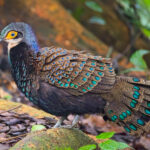 Bornean Peacock Pheasant (image by Andre Ambrose D'Penha)