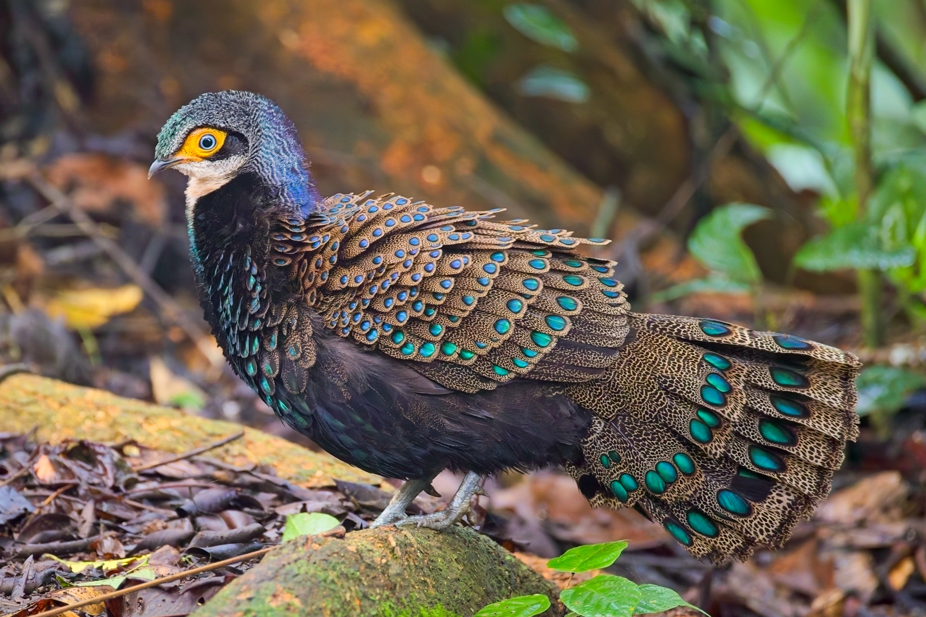 Bornean Peacock Pheasant (image by Andre Ambrose D'Penha)