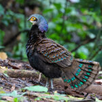 Bornean Peacock Pheasant (image by Yeo Siew Teck)