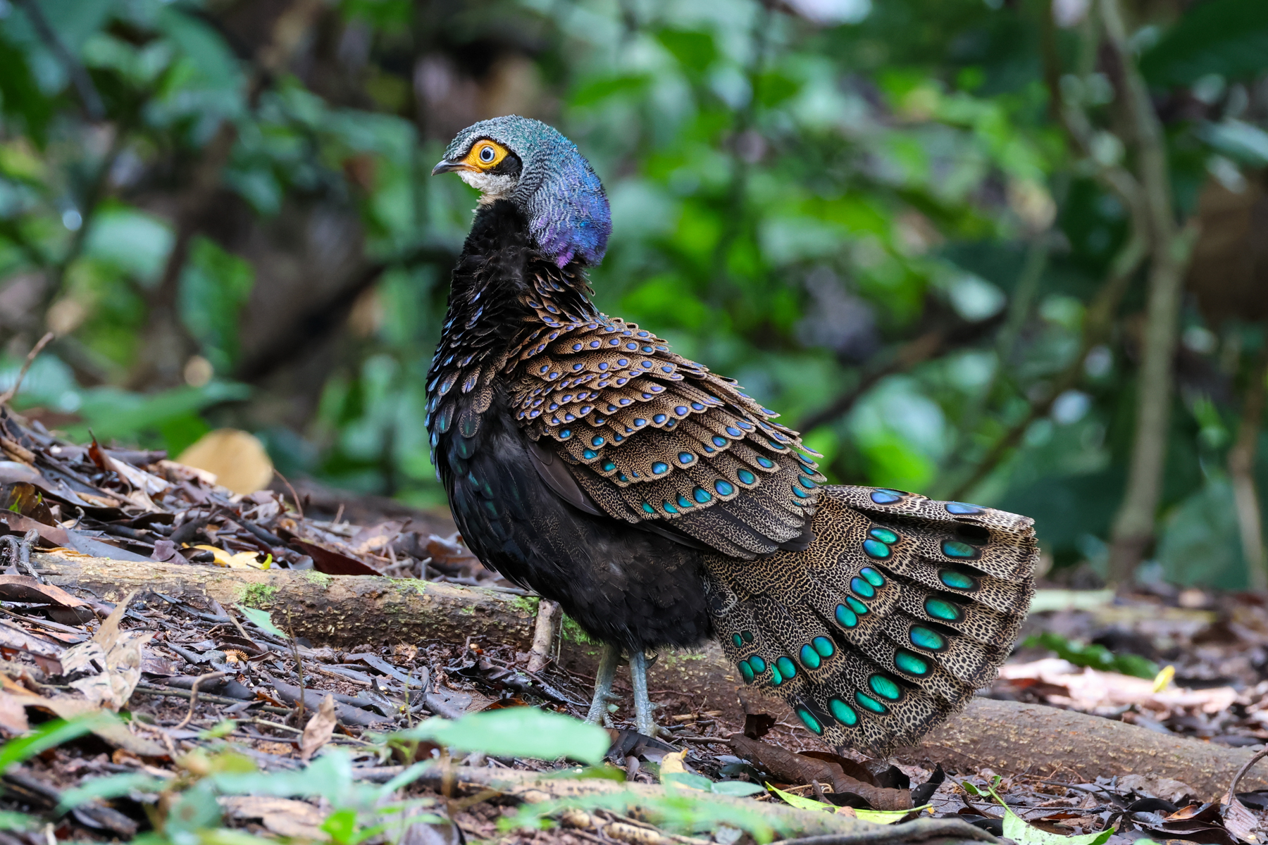 Bornean Peacock Pheasant (image by Yeo Siew Teck)