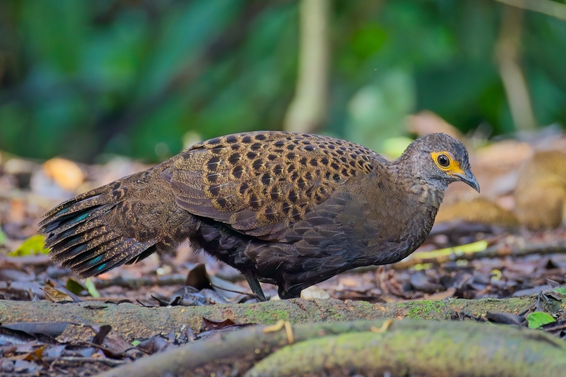 Bornean Peacock Pheasant (image by Andre Ambrose D'Penha)