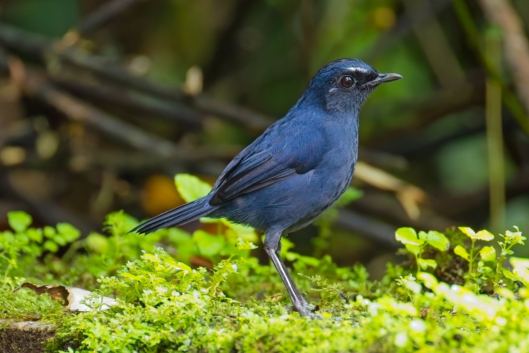 Bornean Shortwing (image by Andre Ambrose D'Penha)