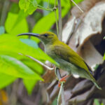 Bornean Spiderhunter (image by Andre Ambrose D'Penha)