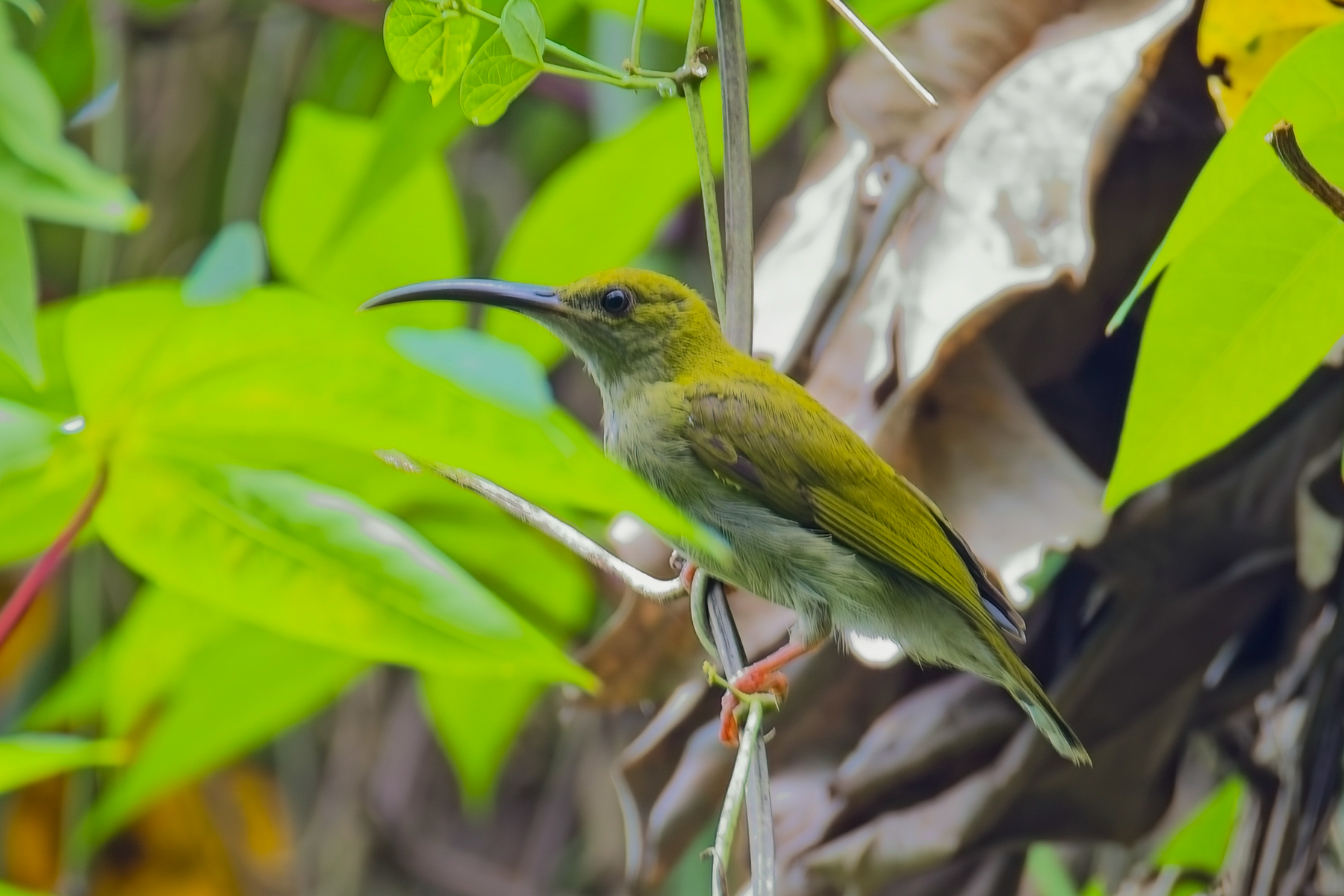 Bornean Spiderhunter (image by Andre Ambrose D'Penha)