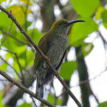 Bornean Spiderhunter (image by Andre Ambrose D'Penha)