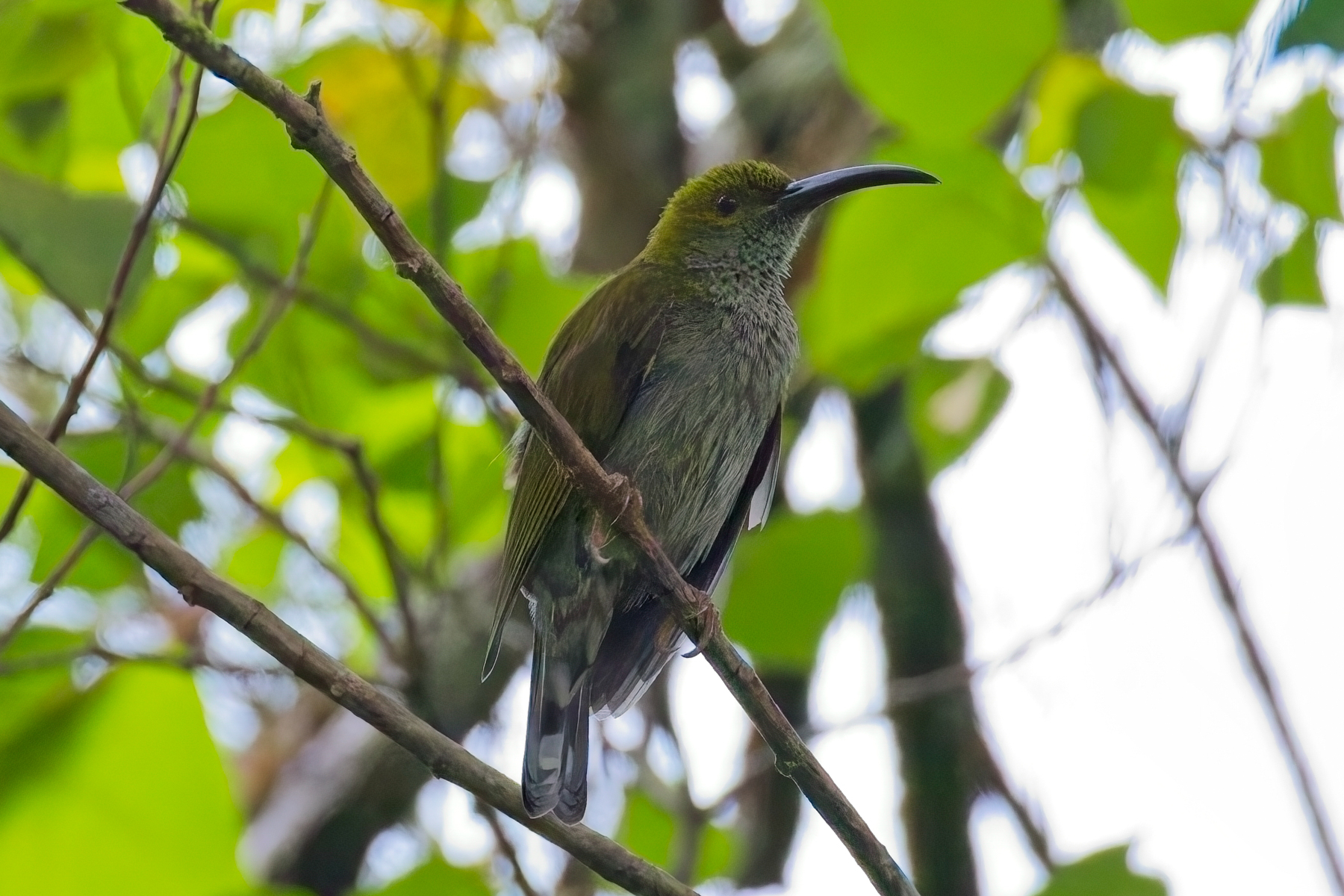 Bornean Spiderhunter (image by Andre Ambrose D'Penha)