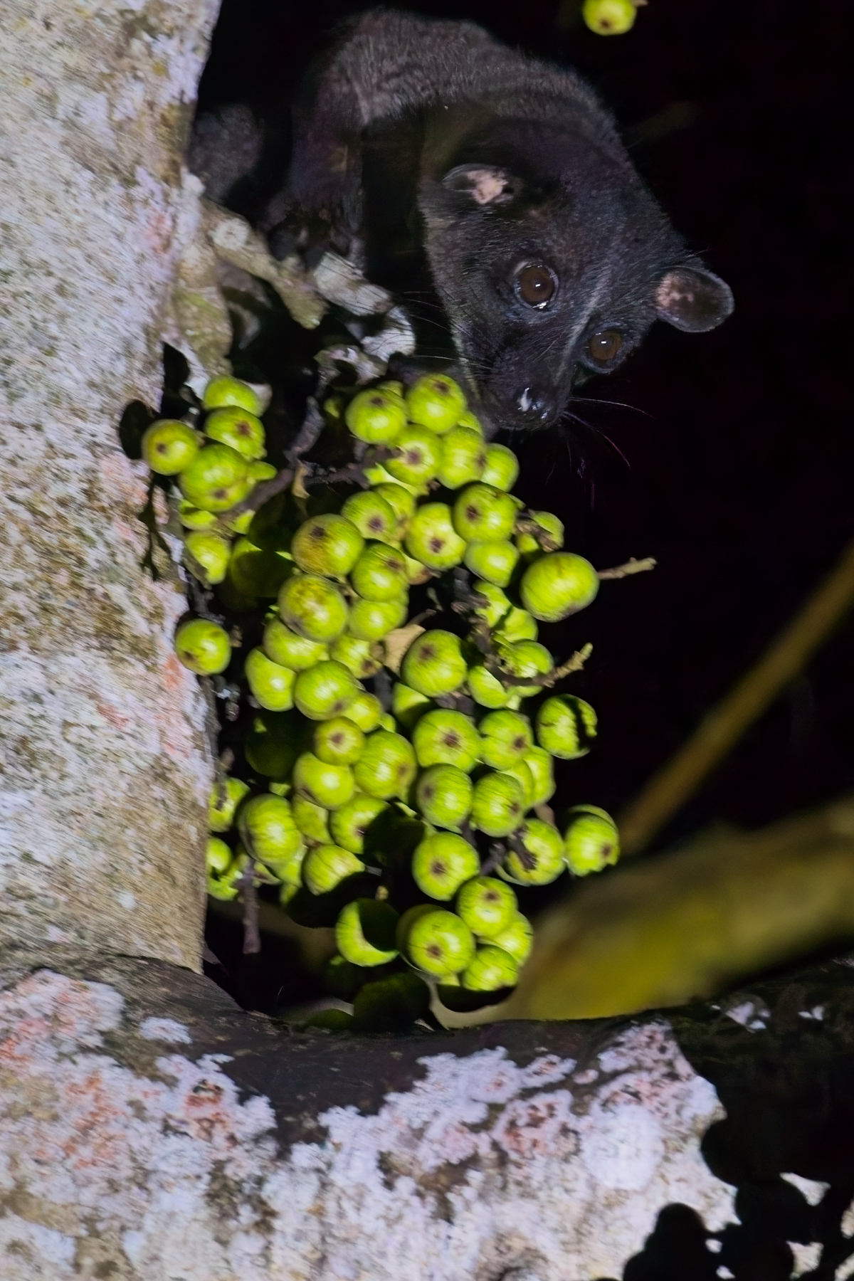 Bornean Striped Palm Civet (image by Andre Ambrose D'Penha)