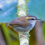 Bornean Stubtail (image by Andre Ambrose D'Penha)