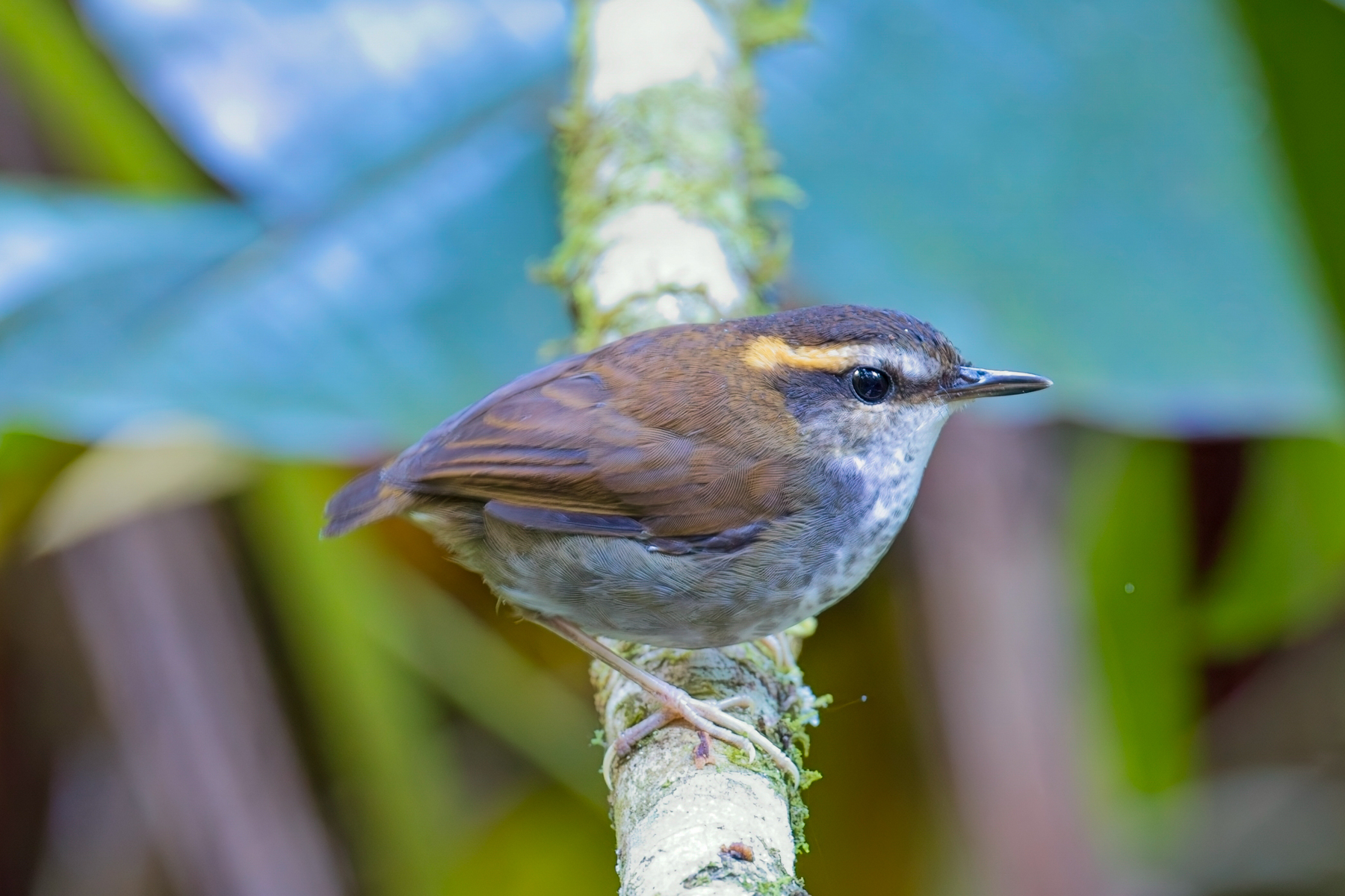 Bornean Stubtail (image by Andre Ambrose D'Penha)