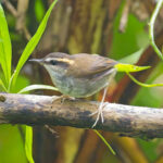 Bornean Stubtail (image by Andre Ambrose D'Penha)