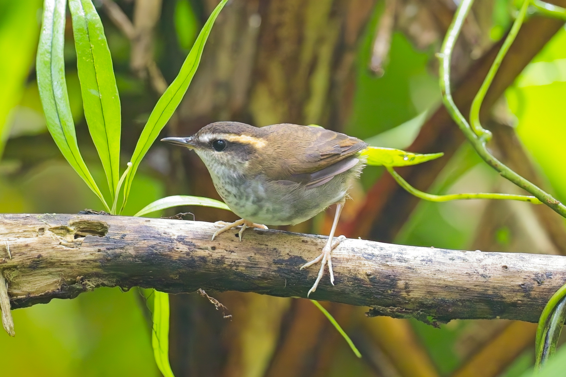Bornean Stubtail (image by Andre Ambrose D'Penha)