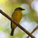 Bornean Whistler (image by Yeo Siew Teck)