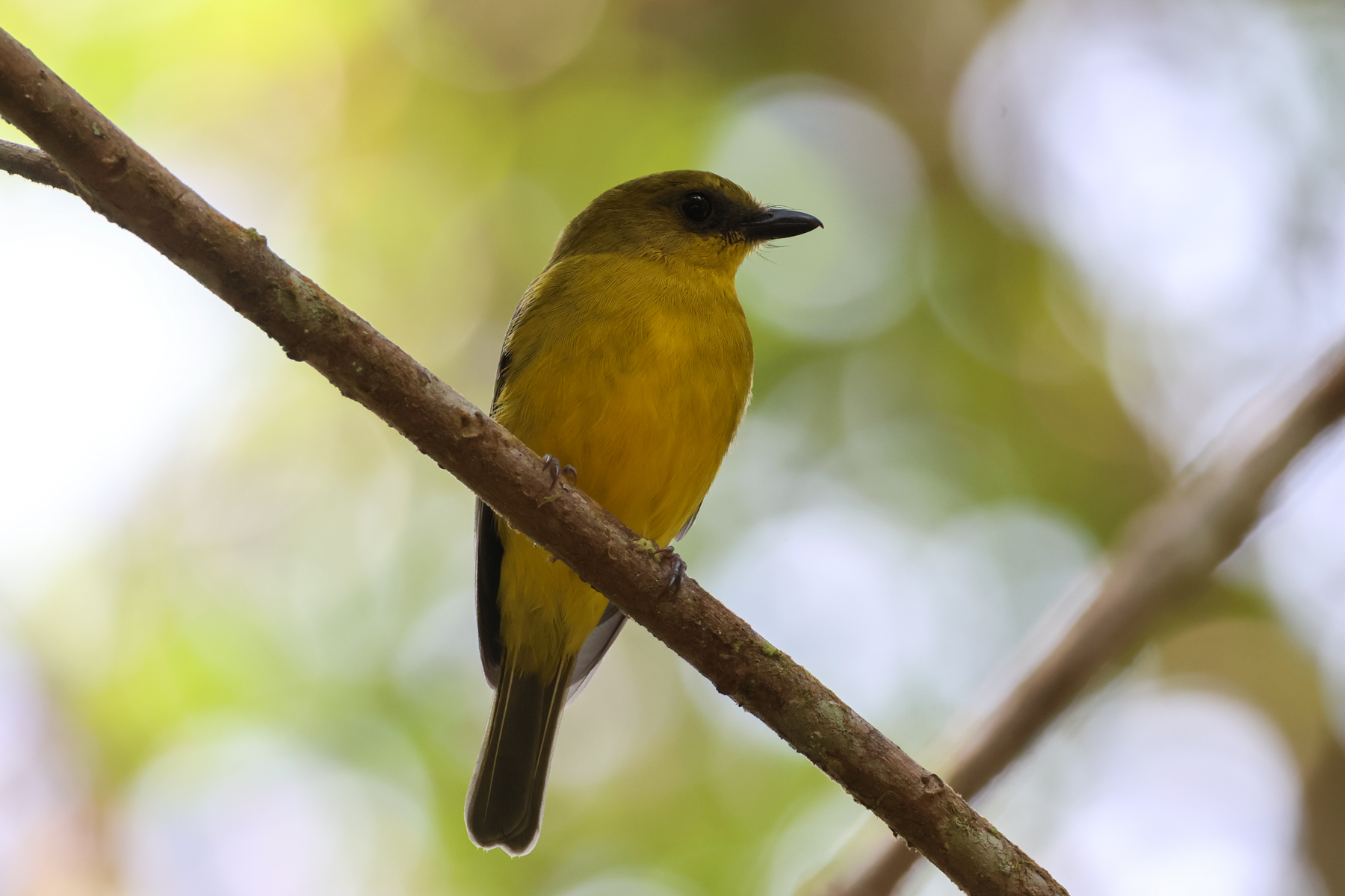 Bornean Whistler (image by Yeo Siew Teck)