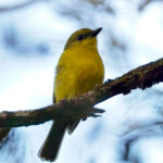 Bornean Whistler (image by Andre Ambrose D'Penha)
