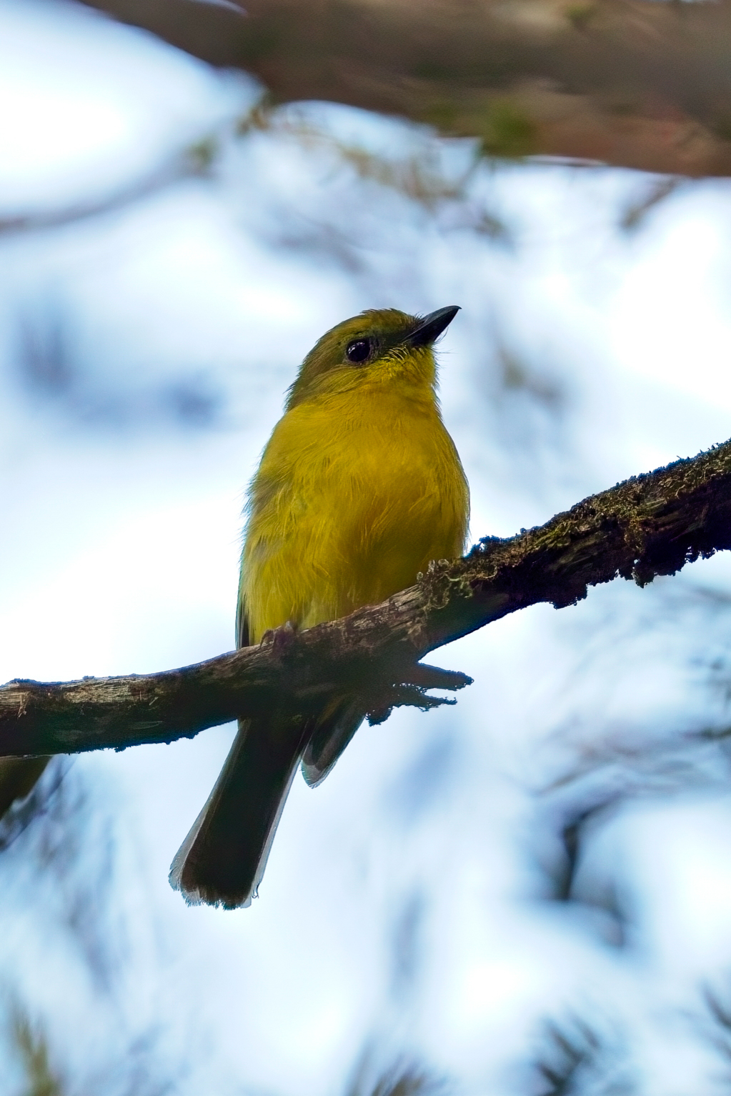 Bornean Whistler (image by Andre Ambrose D'Penha)