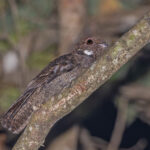 Brown Nightjar (image by Pete Morris)