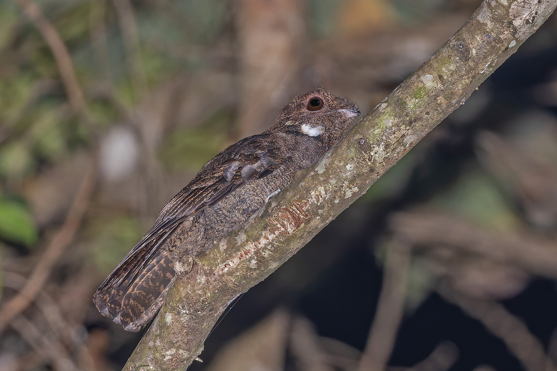 Brown Nightjar (image by Pete Morris)