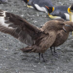 Brown Skua (image by Nik Borrow)