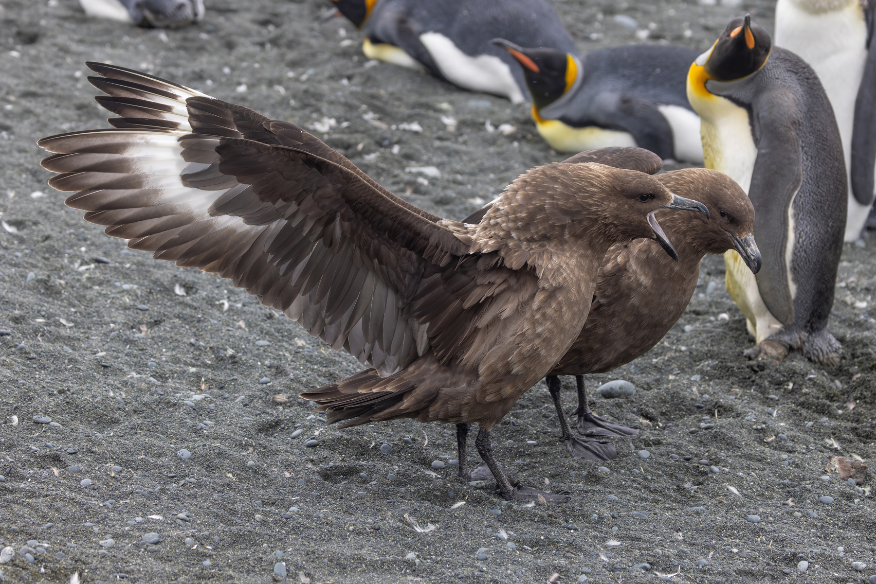 Brown Skua (image by Nik Borrow)