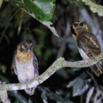 Brown Wood Owls (image by Yeo Siew Teck)
