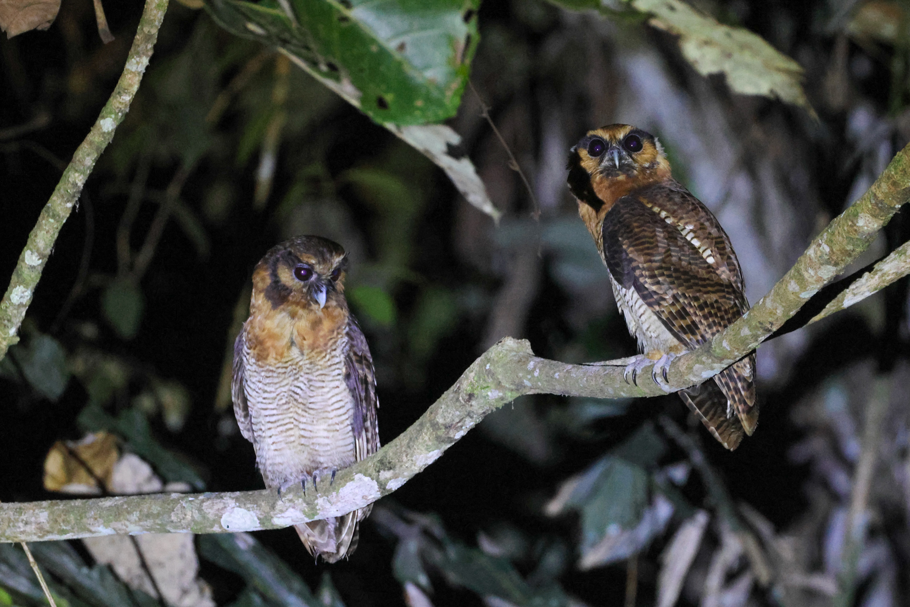 Brown Wood Owls (image by Yeo Siew Teck)