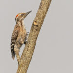 Brown-backed Woodpecker (image by Pete Morris)