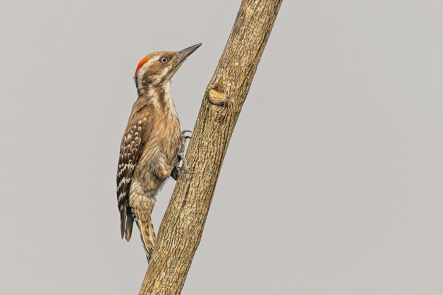Brown-backed Woodpecker (image by Pete Morris)