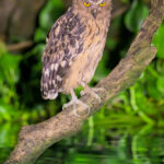 Buffy Fish Owl (image by Andre Ambrose D'Penha)