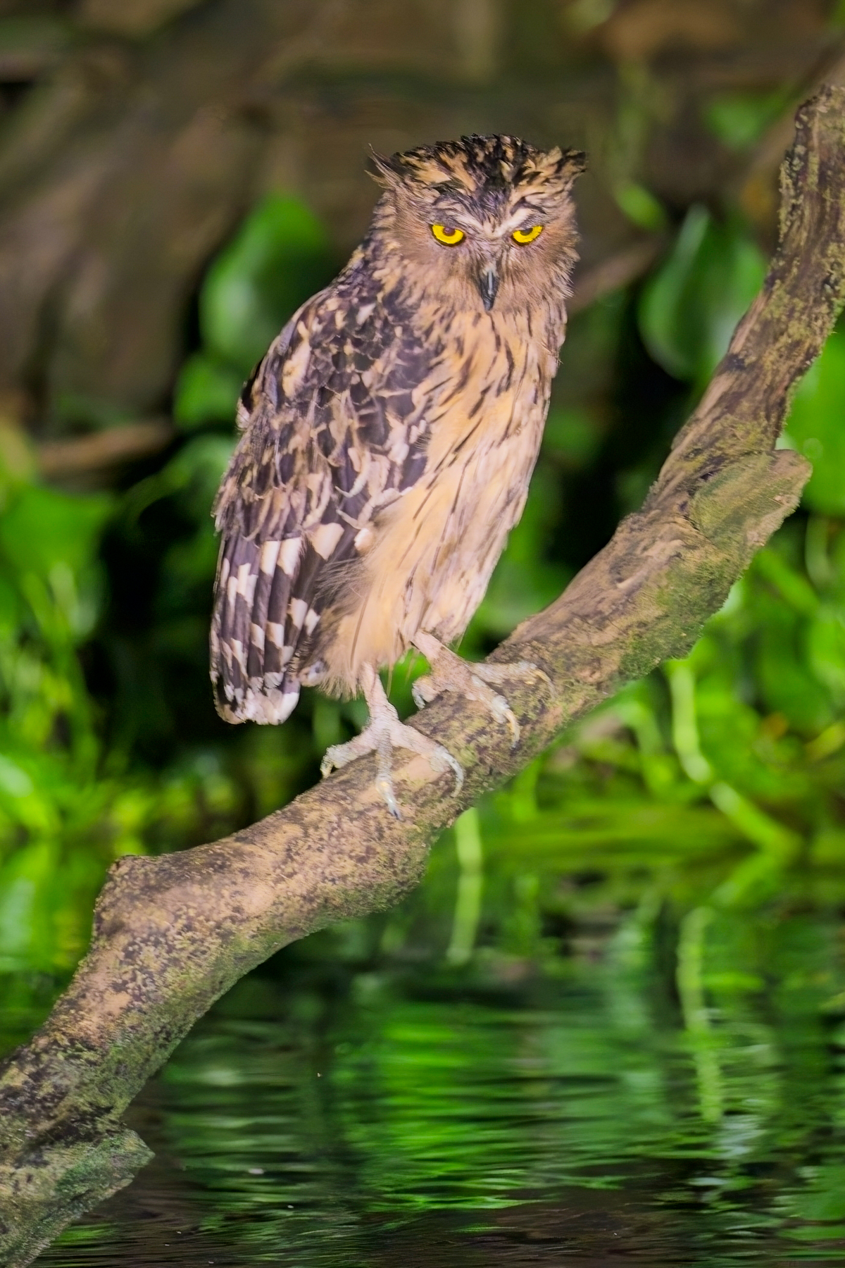 Buffy Fish Owl (image by Andre Ambrose D'Penha)