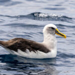 Buller's Albatross (image by Loukia Triantafyllis)