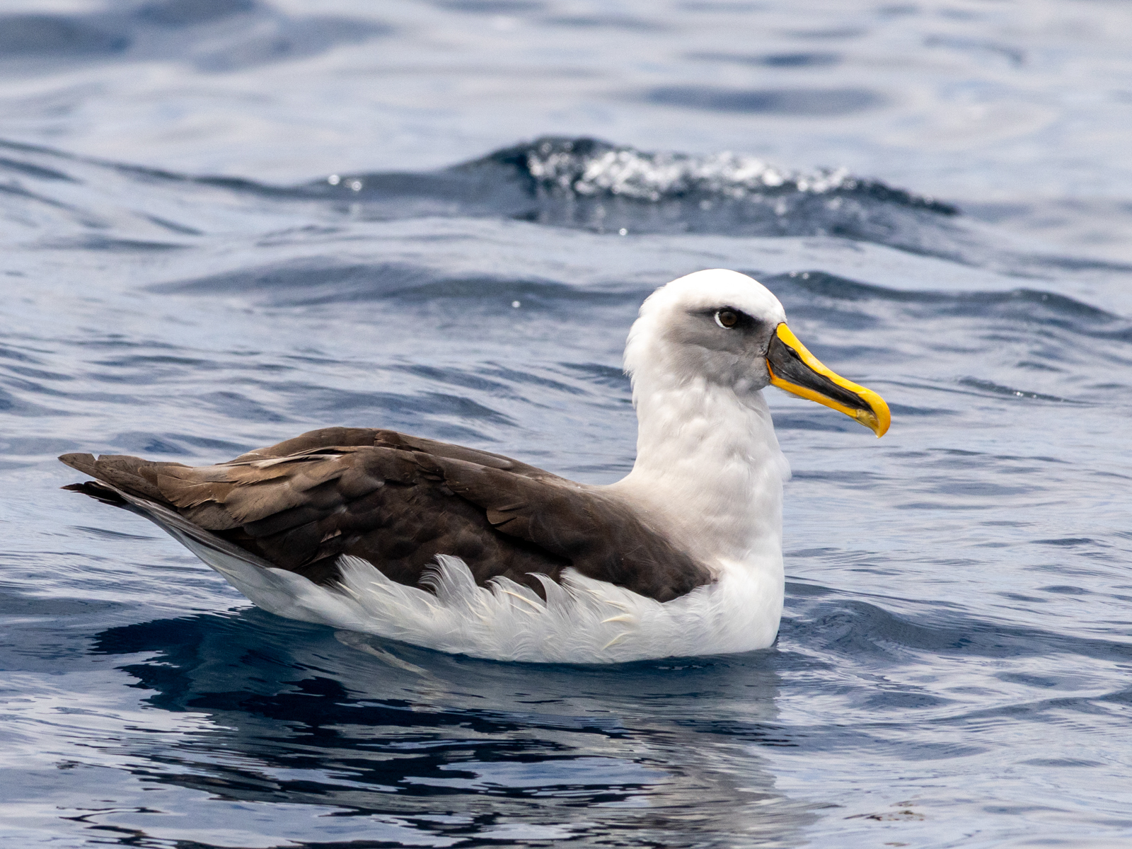 Buller's Albatross (image by Loukia Triantafyllis)