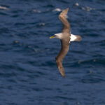 Buller's Albatross (image by Nik Borrow)