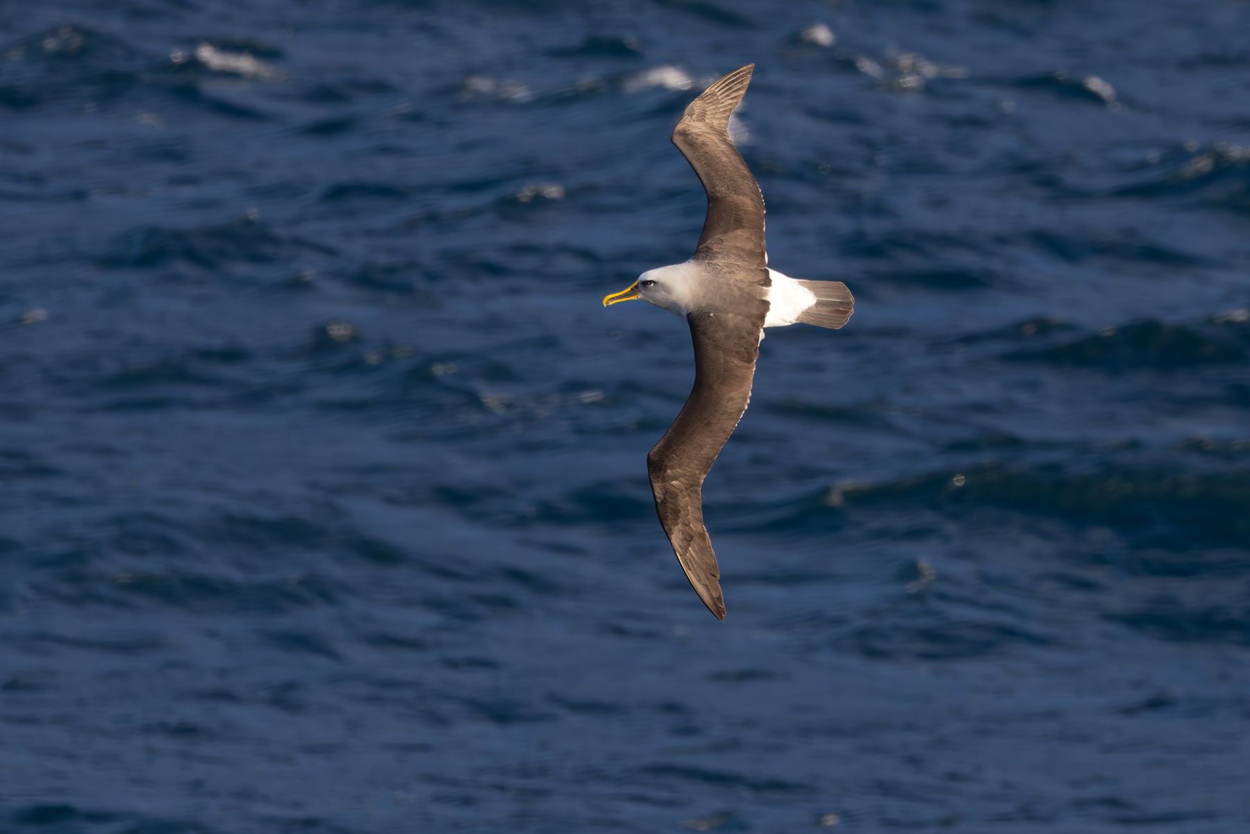 Buller's Albatross (image by Nik Borrow)