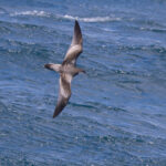 Buller's Shearwater (image by Nik Borrow)