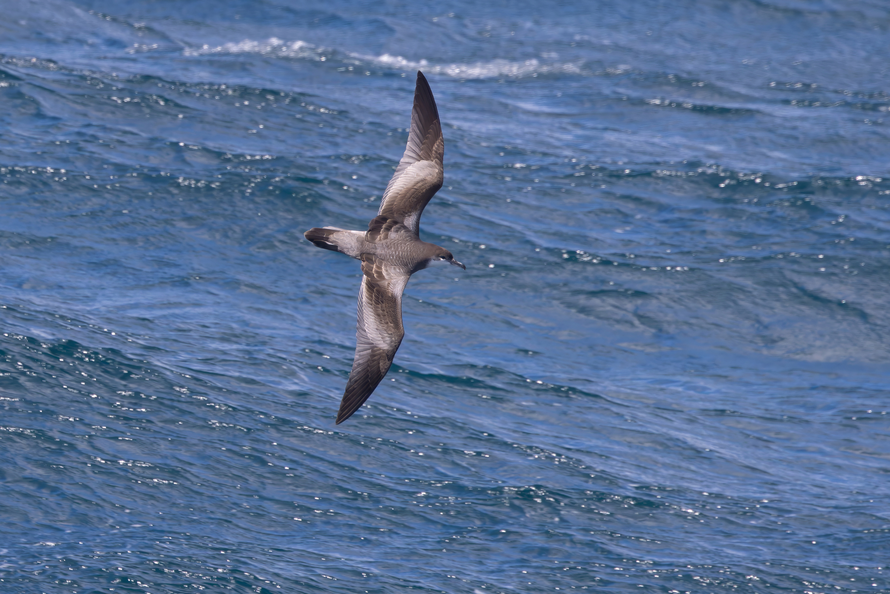 Buller's Shearwater (image by Nik Borrow)