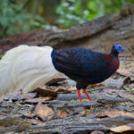 Bulwer's Pheasant (image by Yeo Siew Teck)