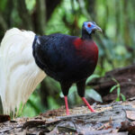 Bulwer's Pheasant (image by Andre Ambrose D'Penha