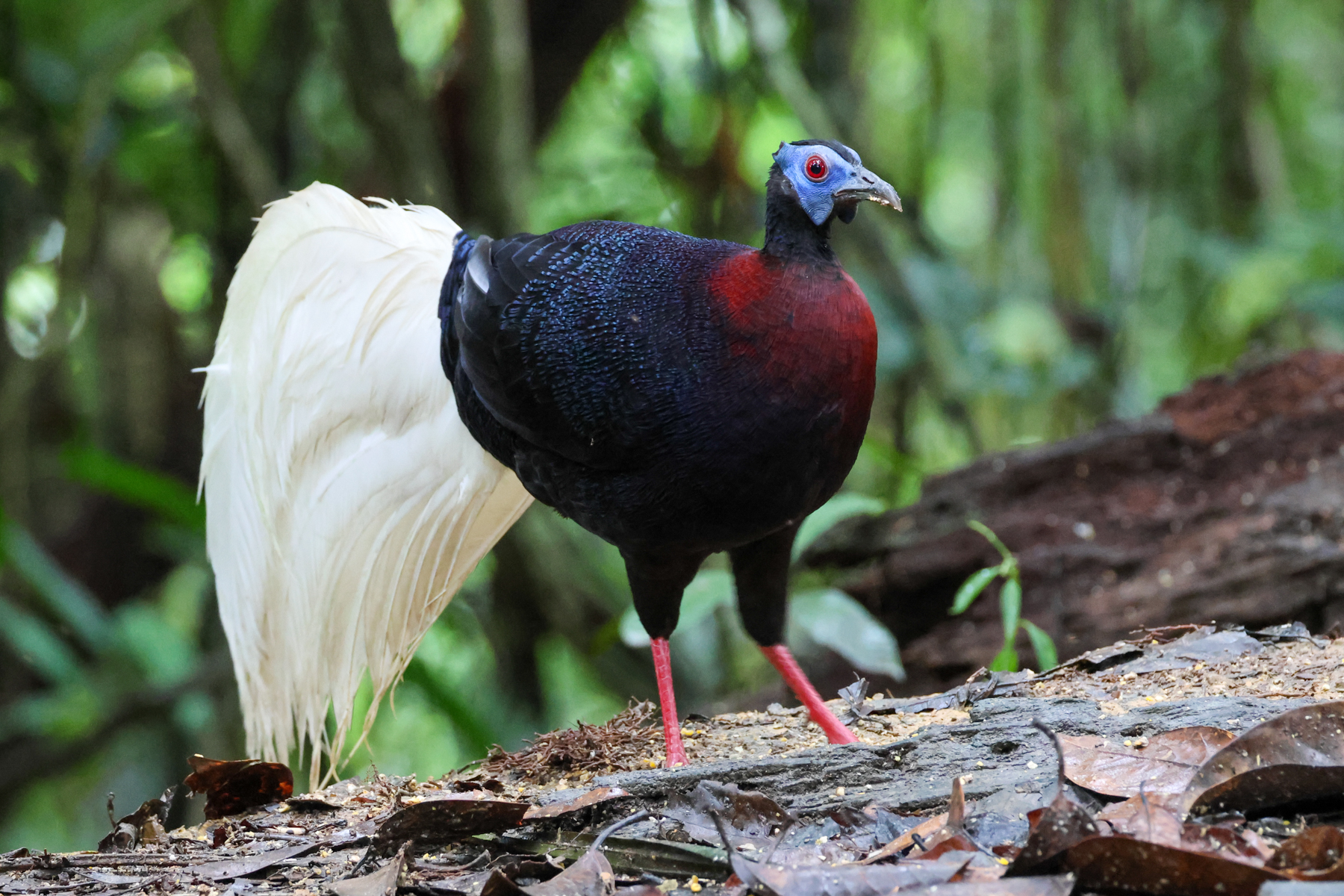 Bulwer's Pheasant (image by Andre Ambrose D'Penha