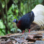 Bulwer's Pheasant (image by Yeo Siew Teck)